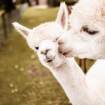 Solex Verhuur Woudenberg alpaca's
