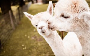 Solex Verhuur Woudenberg alpaca's